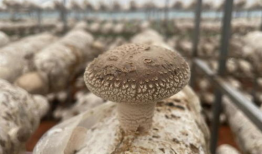 吃瓜爆料17c蘑菇招商,揭秘绿色产业新风口