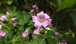 五月的鲜花电视剧,烽火岁月里的青春赞歌
