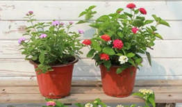 郑州吃瓜爆料视频大全最新,一网打尽城市热点事件